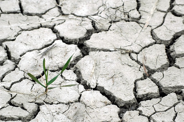 Cómo afecta en Andalucía el cambio climático en la agricultura