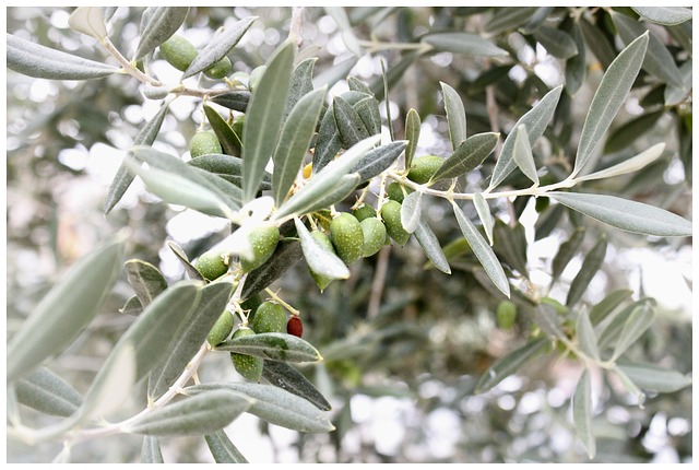 Incentivos para el aprovechamiento de subproductos del olivar